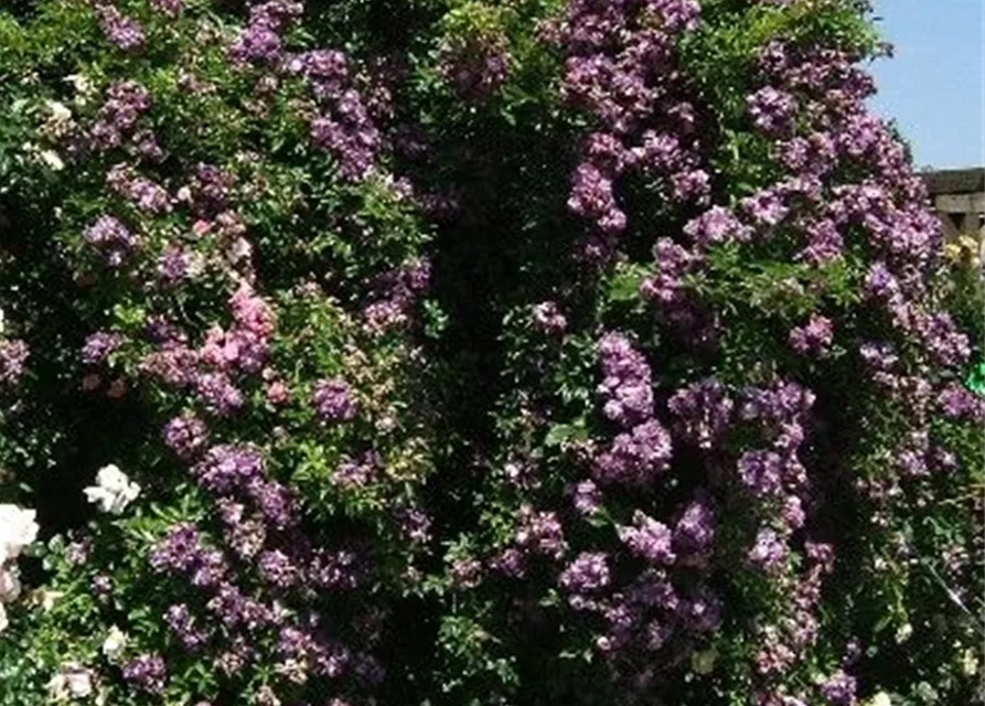 Kletterrose 'Veilchenblau'