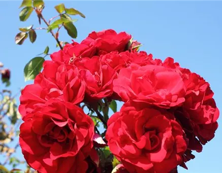 Kletterrose 'Amadeus'®