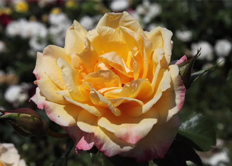 Kletterrose 'Moonlight'®