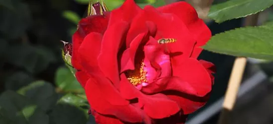 Kletterrose 'Santana'®