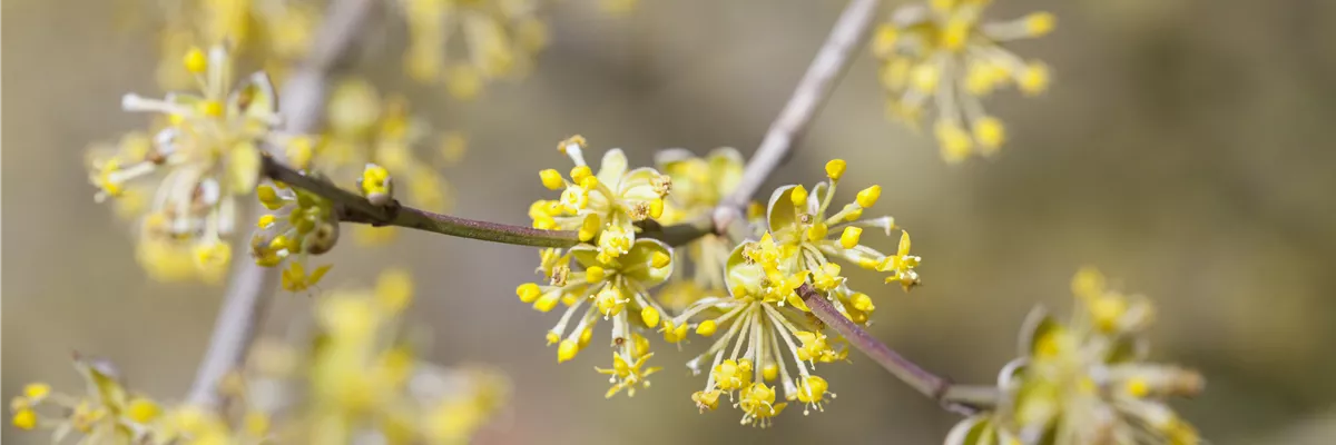 Cornus mas