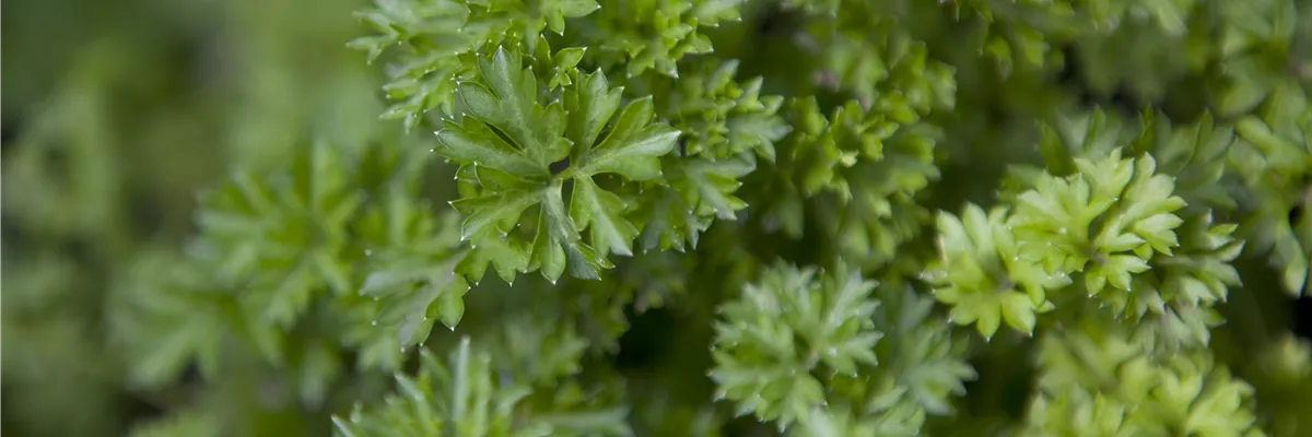 Petroselinum crispum