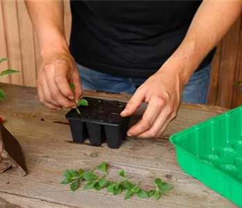 Petunien - Vermehren durch Stecklinge