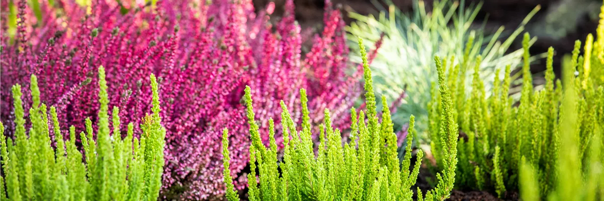 Die Sommerheide bringt Farbe in den Herbst