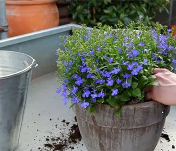 Hängende Lobelie - Einpflanzen in ein Gefäß