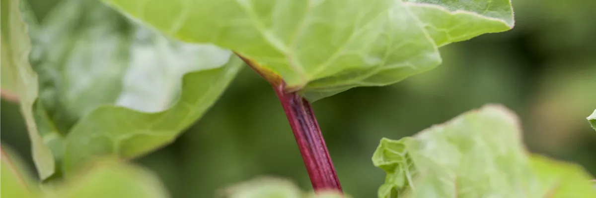 Rheum rhabarbarum 'Holsteiner Blut'
